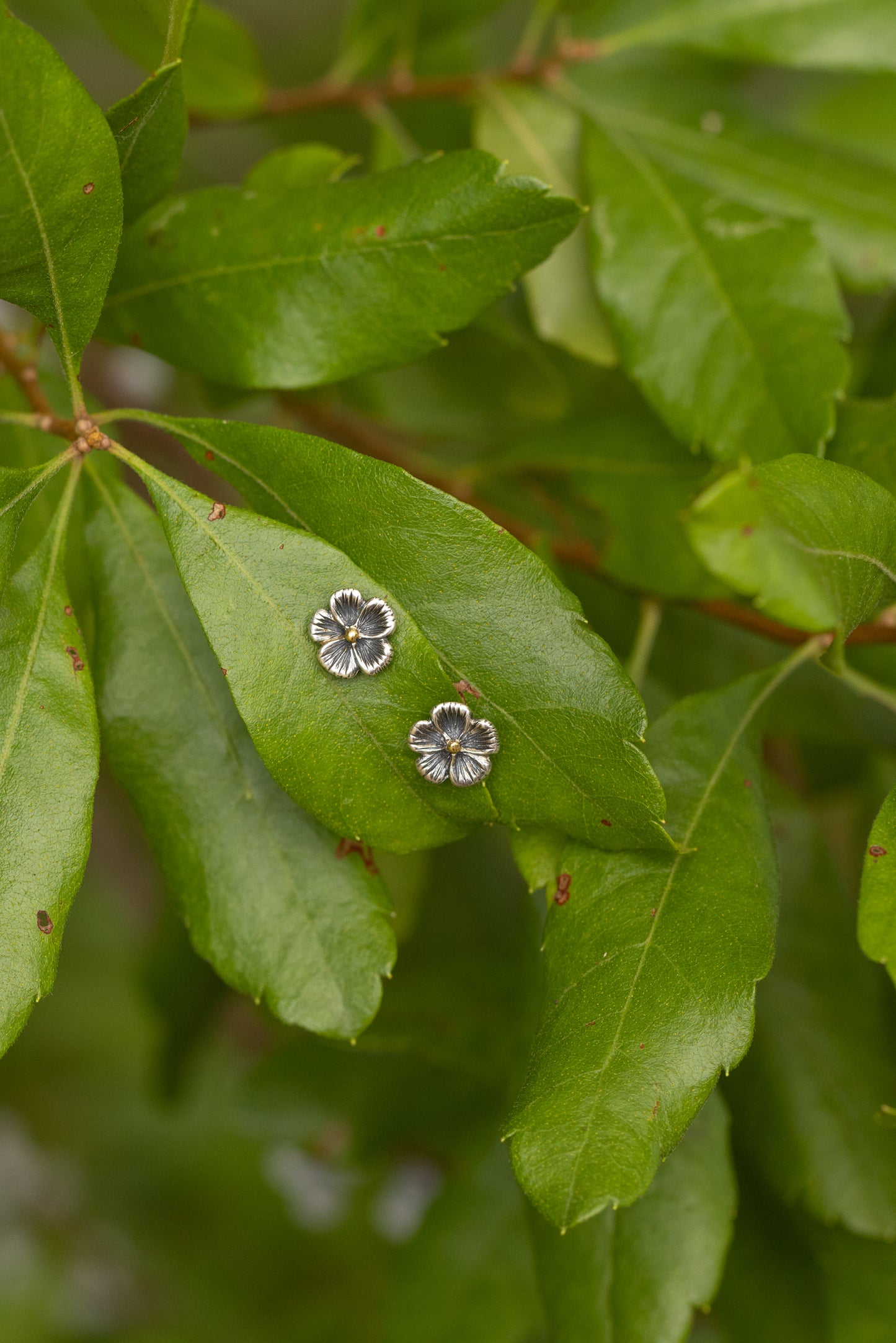 Buttercup Studs